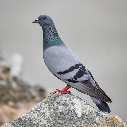 Rock Pigeon